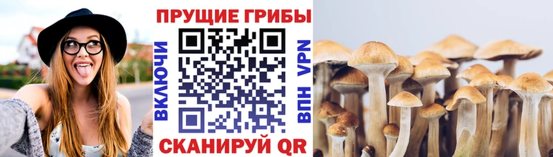 Псилоцибиновые грибы Psilocybe  дарнет шоп  гидра ссылки  Зверево 